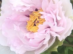 -洛阳市隋唐城遗址植物园