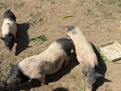 -前小桔亲子创意农场·草莓采摘·露营烧烤