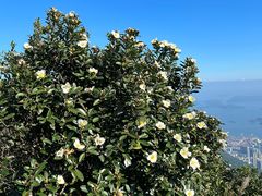 -梧桐山风景名胜区