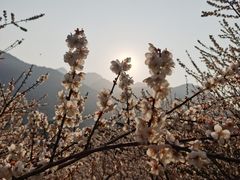 -鸡枕山