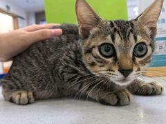 -博特宠物医院24h犬猫全科.骨科·异宠