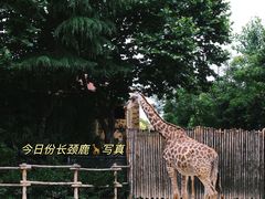 -上海野生动物园