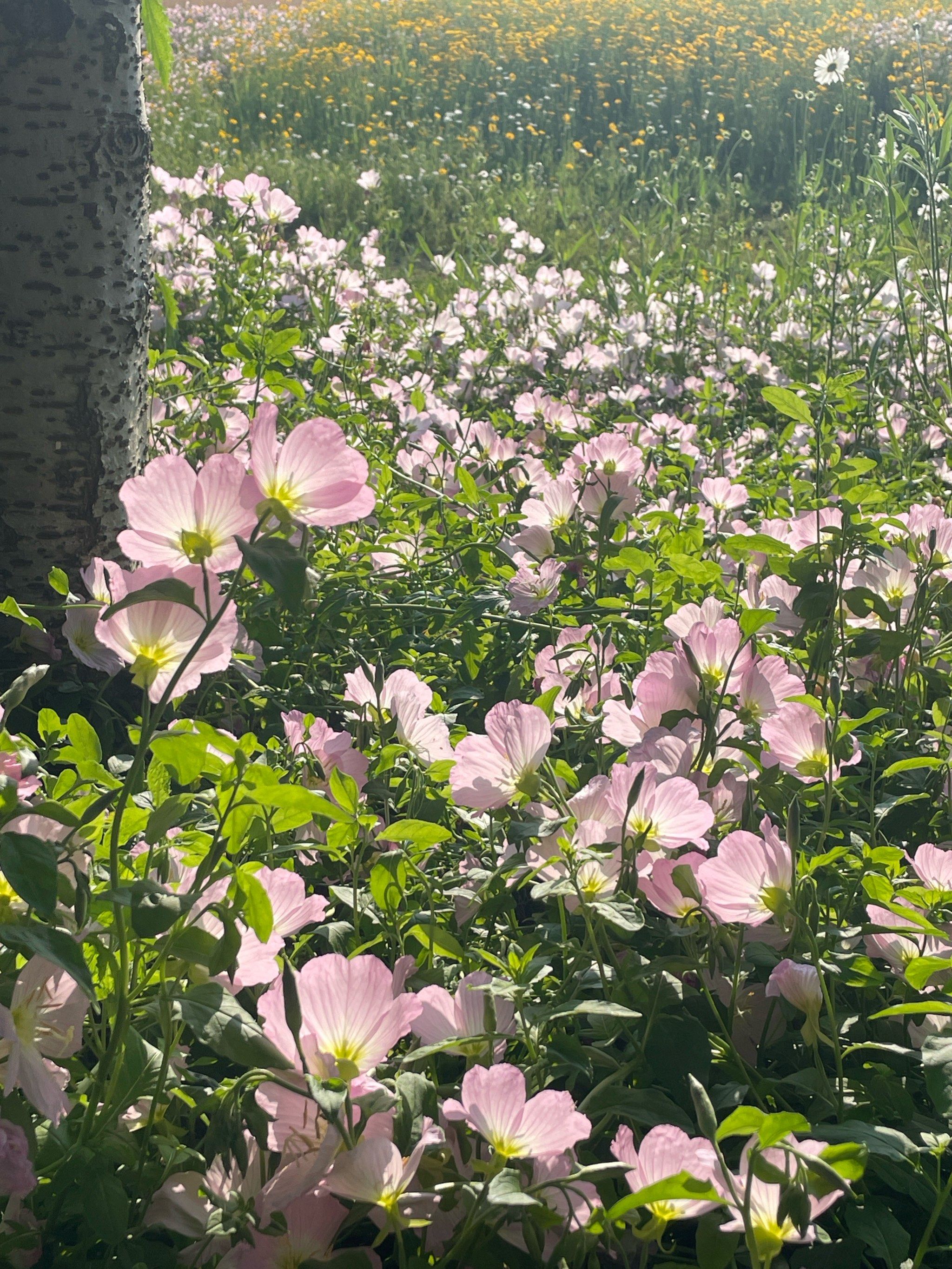 美丽月见草:阳光下的粉色小蝴蝶
