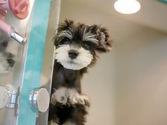 -萌宠之家·腊肠犬·马尔泰·小体犬舍