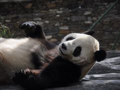 -卧龙中华大熊猫苑神树坪基地