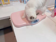 -御宝贝·A梦猫科宠物医院(国际猫友好医院)