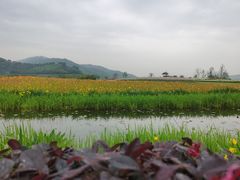 -径山花海
