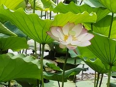-荔湾湖公园