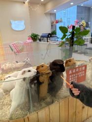 -Moni星球萌宠·小马宝莉·灵蛇·高端高阶全萌宠互动体验俱乐部(红豆国际广场店)