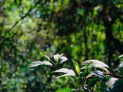 -中国科学院西双版纳热带植物园