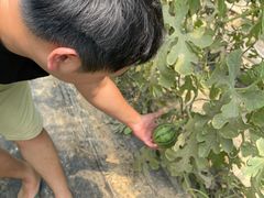 -庞各庄西瓜蔬菜采摘园·锦华瓜园