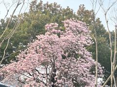-苏州观前平江美居酒店