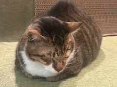 -御宝贝·A梦猫科宠物医院(国际猫友好医院)