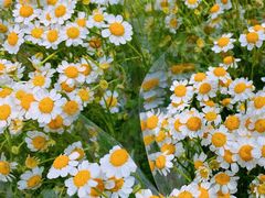 -循礼门鲜花花市(武汉循礼门店)