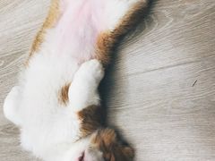 -浣熊柯尔鸭土拨鼠·电玩咖
