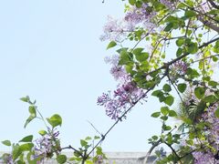 -西安市广仁寺