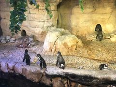 -迪拜水族馆及水下动物园
