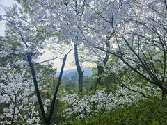 -南山植物园