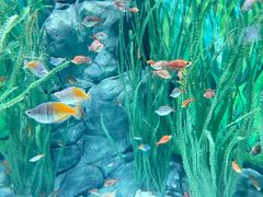 -上海海洋水族馆