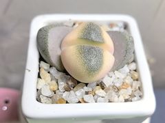 -龙大花卉苗木市场