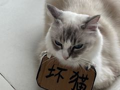 -怪兽屋·羊驼·猫咖·狗咖(俊华广场店)