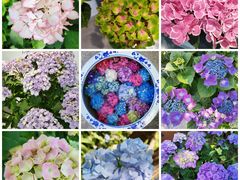 -上海滨江森林公园