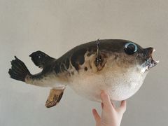 -天正河鲀·河豚亭(大连店)