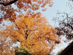 -灵谷景区