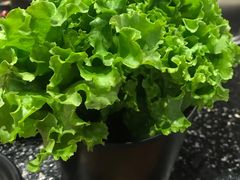 -九田家黑牛烤肉料理(中北镇店)