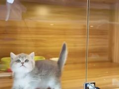 -猫十亿·布偶金渐层·曼基康矮脚猫舍(青年路店)