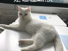-喵的天空名猫咖啡馆·撸猫·猫舍·用品