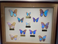 -上海昆虫博物馆