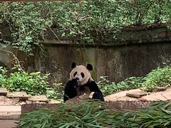 -中国大熊猫保护研究中心雅安碧峰峡基地