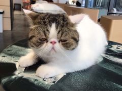 -瞄一喵猫咖(格力海岸店)