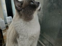 -猫小院猫主题餐厅(南锣旗舰店)