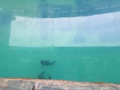 -北戴河圣蓝海洋公园