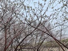 -桃花堤公园