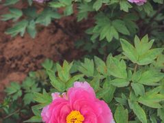 -洛阳市隋唐城遗址植物园