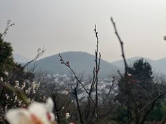 -香雪海