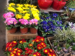 -双季花艺园艺市场(浦东店)