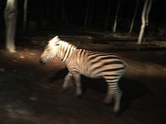 -清迈夜间动物园