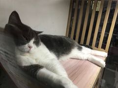 -李小姐の猫咖啡馆(五角场店)