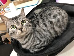 -瑞鹏宠物医院·爱宠堂·骨外专科(西荷分院)