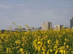 -光明小镇欢乐田园