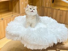 -猫十亿·布偶金渐层·曼基康矮脚猫舍(青年路店)