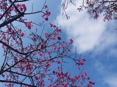 -深圳市中科院仙湖植物园
