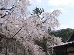 -醍醐寺