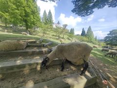 -神户市立六甲山牧场