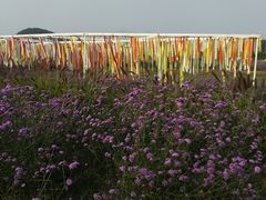 -北京东方普罗旺斯薰衣草庄园