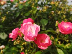 -上海滨江森林公园